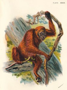 De Orang-Oetan