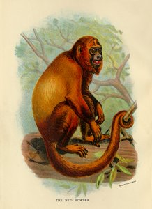De Rode Brulaap, 1896