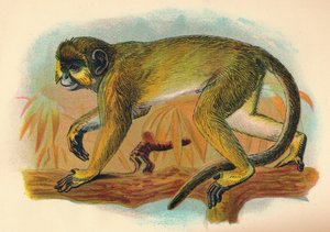 De Talapoin, 1897