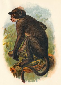 Witgekroonde mangabey, 1897 door Henry Ogg Forbes