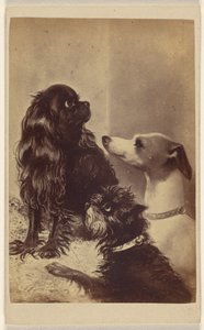 Floss, Daisy  Fairy; Honden van Barroness [sic] McClifford. Geschilderd door mevrouw Pointer. door Henry Pointer