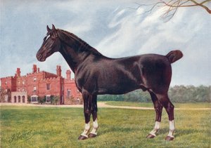 Hackney hengst Danegelt, ca. 1905-1910 door Henry Powell Palfrey