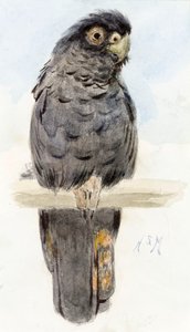 Een zwarte kaketoe, c.1890 door Henry Stacey Marks