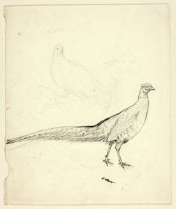 Twee schetsen van fazant (recto); schets van fazant en vrouwelijk naakt (verso) door Henry Stacy Marks