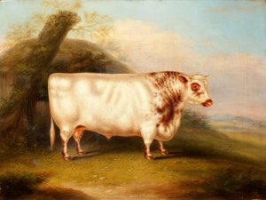 Harlsonia (Shorthorn Bull), c.1855
