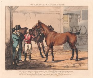 Set van zeven: De zeven levensfasen van het paard door Henry Thomas Alken