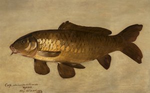 Karper, 1806