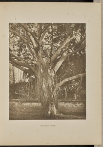Banyanboom, met jonge aëriënstelen door Henry W. Cave