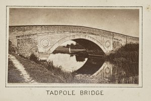 Kikkervisjesbrug
