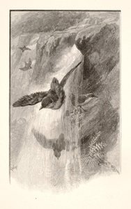 De vogel die leeft in watervallen door Henry Wolf