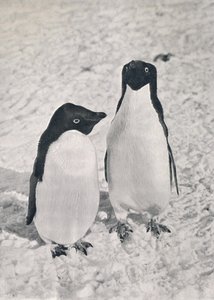 Een Paar Adélie Pinguïns, ca. 1911, 1913 door Herbert Ponting