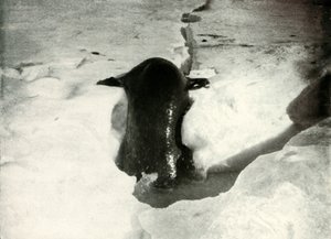 Een Weddellzeehond die op het IJs Klimt door Herbert Ponting