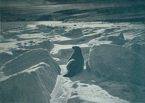 Een weddellzeehond op het strand, c1911, 1913 door Herbert Ponting