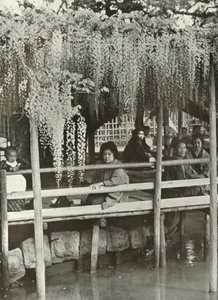 Een Wisteria-prieel in Kameido door Herbert Ponting