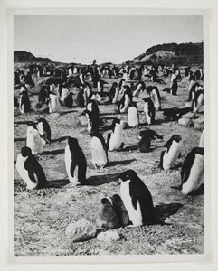 Adelie-pinguïns bij Kaap Royds door Herbert Ponting