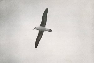 Albatros zwevend, c1910