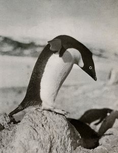 Een Adélie Pinguïn Op Het Punt Om Te Duiken door Herbert Ponting