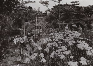 Bij de Iris Tuin bij Hori-kiri
