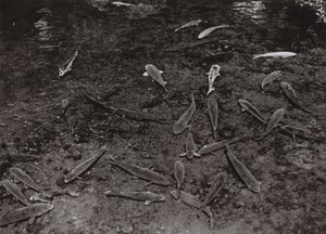 Karper in het meer bij Kumamoto (zwart-wit foto) door Herbert Ponting