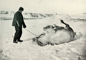 Cherry-Garrard geeft zijn pony Michael een rol in de sneeuw door Herbert Ponting