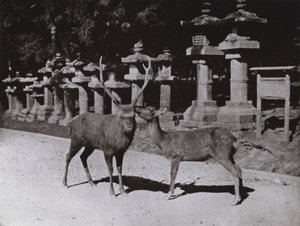 Herten, een Studie in Nara door Herbert Ponting