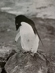 Het kan me niet schelen wat er van me wordt, ca. 1910-1913, 1913 door Herbert Ponting