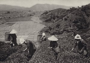 Japan in de jaren 1920: Thee-oogst (zwart-wit foto) door Herbert Ponting