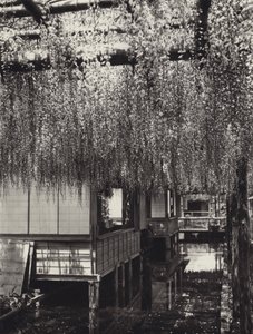 Japan in de jaren 1920: Tokio, Kameido