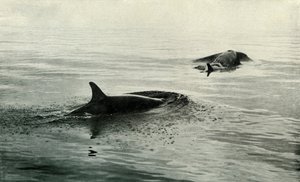 Orka