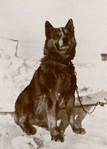 Krisravitsa, ca. 1910-1913, 1913