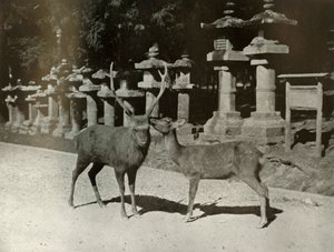 Mijn liefste! Een studie in Nara, 1910 door Herbert Ponting