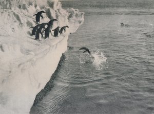 Pinguïns duiken, ca. 1911, 1913