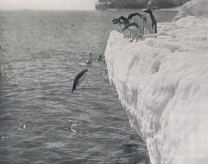 Pinguïns duiken, ca. 1911, 1913
