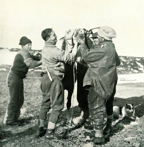 Pony neemt Whisky, 8 februari, 1911, 1913 door Herbert Ponting