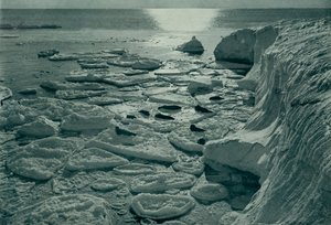 Zeehonden die zich koesteren op nieuw gevormd pannenkoekijs bij Cape Evans, ca. 1910-1913, 1913