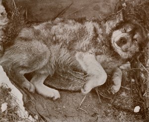 Stareek malingering, c19101913, 1913