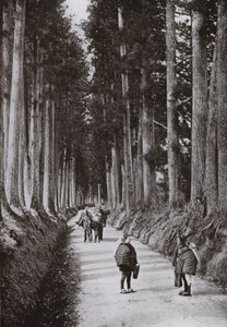 De Cryptomerias Avenue in Nikko door Herbert Ponting