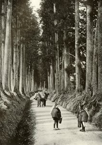 De Cryptomeria