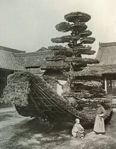 De Dennenboom Junk bij Kinkakuji, 1910 door Herbert Ponting