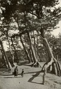 De pijnbomen van Shizu-Ura, 1910 door Herbert Ponting