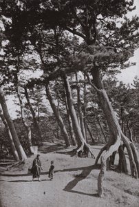 De dennen van Shizu-ura (zw/w foto)
