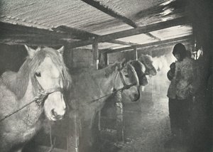 De stallen in de winter, ca. 1910-1911, 1913 door Herbert Ponting
