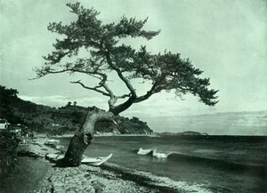De Boom en de Golf, 1910