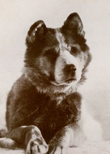 Vaida, c1910-1913