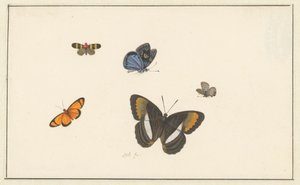 Vijf vlinders door Herman Henstenburgh