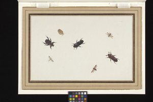 Studie van kevers en motten door Herman Henstenburgh