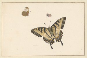 Drie vlinders (waterverf & gouache) door Herman Henstenburgh