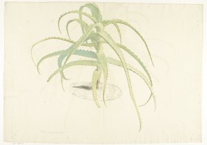 Aloë perfoliata door Herman Saftleven