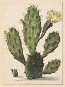Bloeiende cactuspeer