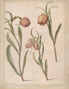 Studie van drie kievitsbloemen, 1683